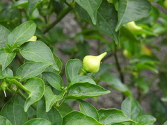 Capsicum
