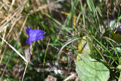 Campanula scheuchzeri