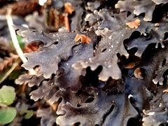 Pseudocyphellaria
