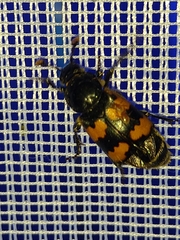 Nicrophorus vespillo
