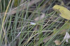 Gyponana