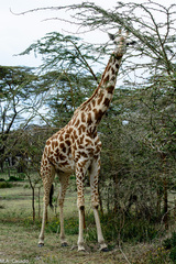 Giraffa camelopardalis tippelskirchi
