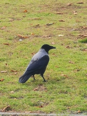 Corvus cornix × corone