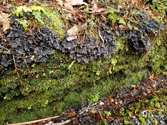 Pseudocyphellaria