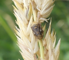 Clastoptera obtusa