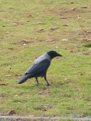 Corvus cornix × corone