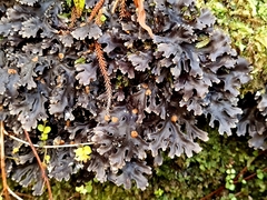 Pseudocyphellaria