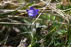 Campanula scheuchzeri