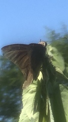 Eudaminae