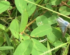 Catochrysops strabo strabo