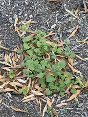 Lamium