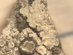 Lecanora valesiaca
