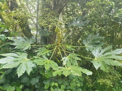 Fatsia japonica