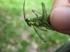 Chromacris trogon intermedia