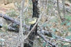 Acanthiza reguloides