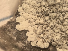 Lecanora valesiaca
