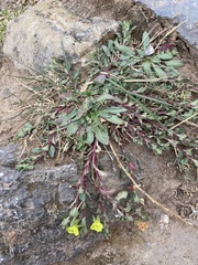 Oenothera multicaulis