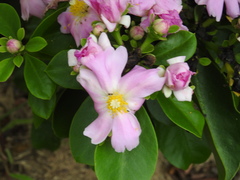 Pereskia grandifolia