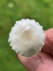 Strobilurus occidentalis