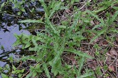Cirsium arvense arvense