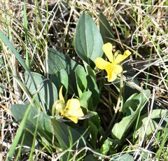 Viola nuttallii