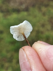 Strobilurus occidentalis