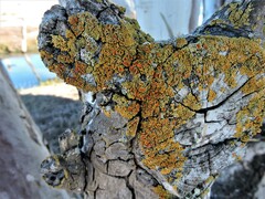 Polycauliona polycarpa