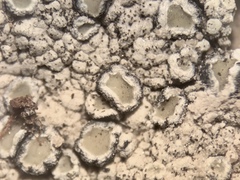 Lecanora valesiaca