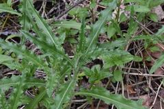 Cirsium arvense arvense