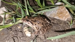 Discoglossus galganoi