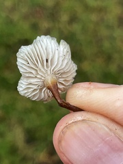 Strobilurus occidentalis