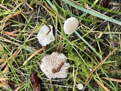 Strobilurus occidentalis