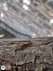 Kalotermitidae