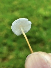 Strobilurus occidentalis