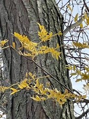 Gleditsia triacanthos