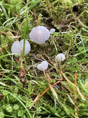 Strobilurus occidentalis