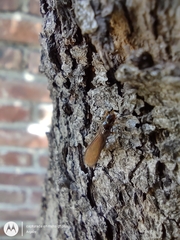 Kalotermitidae