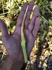 Colocasia