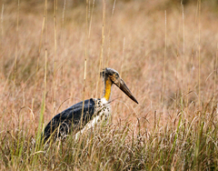 Leptoptilos javanicus