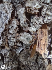 Kalotermitidae