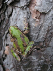 Hyla wrightorum