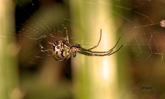 Leucauge volupis