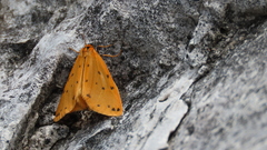 Setina irrorella