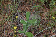 Fritillaria affinis