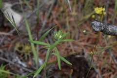 Phacelia linearis