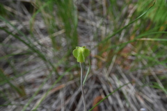 Fritillaria affinis