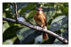 Pachyramphus castaneus