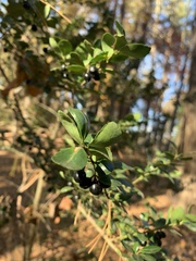 Ilex crenata