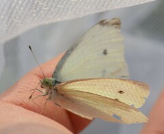 Pieris rapae rapae