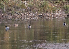 Anas platyrhynchos platyrhynchos